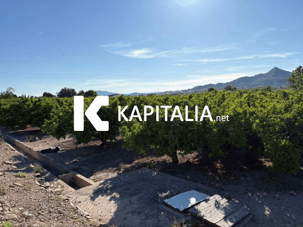FINCA DE NARANJOS CON CASETA DE CAMPO A LA VENTA EN XATIVA