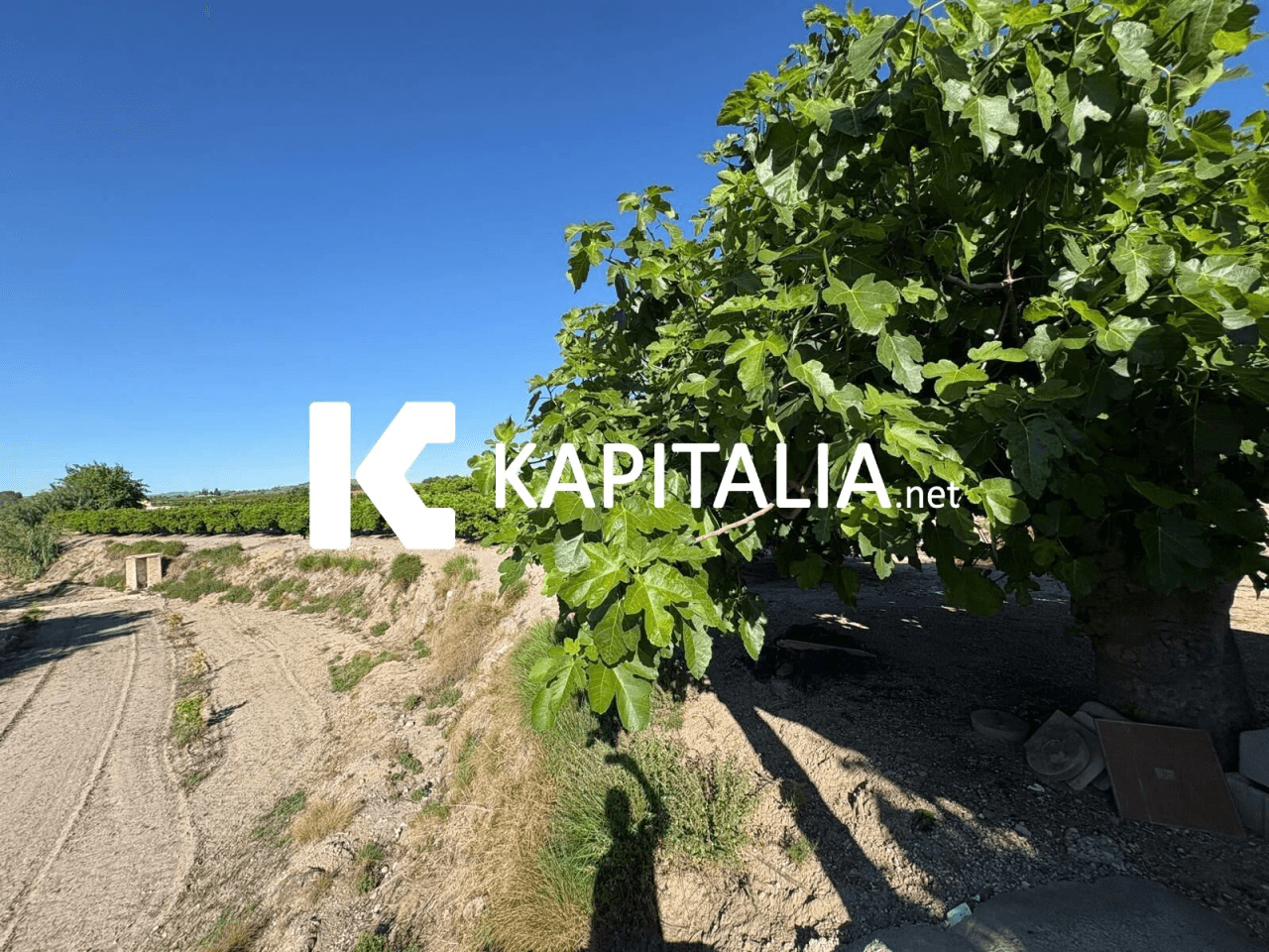 FINCA DE NARANJOS CON CASETA DE CAMPO A LA VENTA EN XATIVA