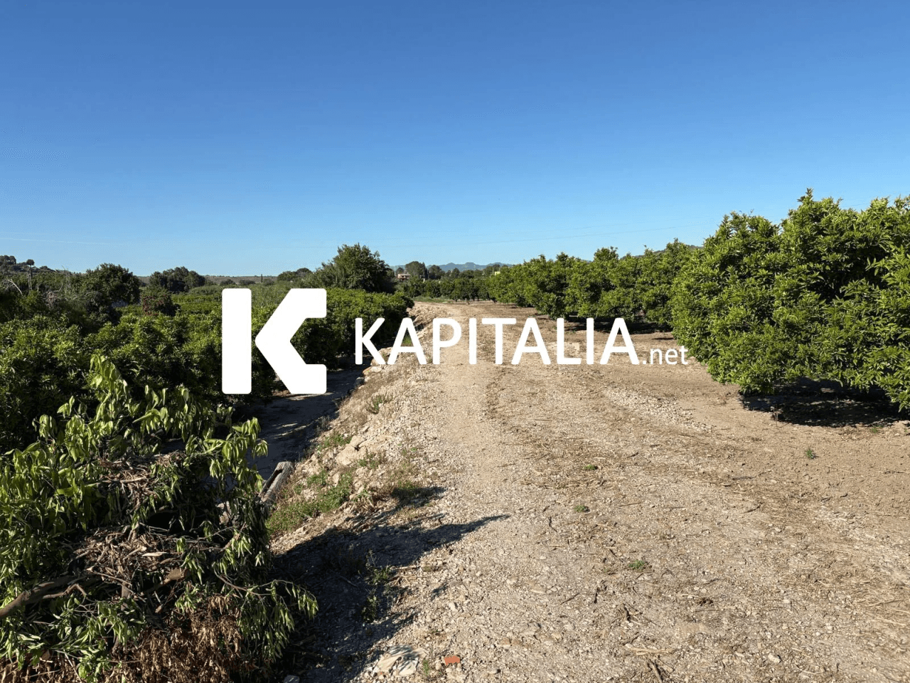 FINCA DE NARANJOS CON CASETA DE CAMPO A LA VENTA EN XATIVA