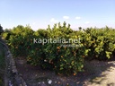 Terreno rustico a la venta en Ontinyent, zona Senda 5 Germans.