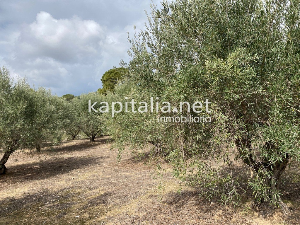 Terreno a la venta en la zona de la Garnacha