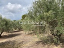 Terreno a la venta en la zona de la Garnacha