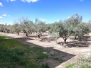 PLOT WITH OLIVE TREES FOR SALE IN ONTINYENT, LOCATED IN SENDA 5 GERMANS.